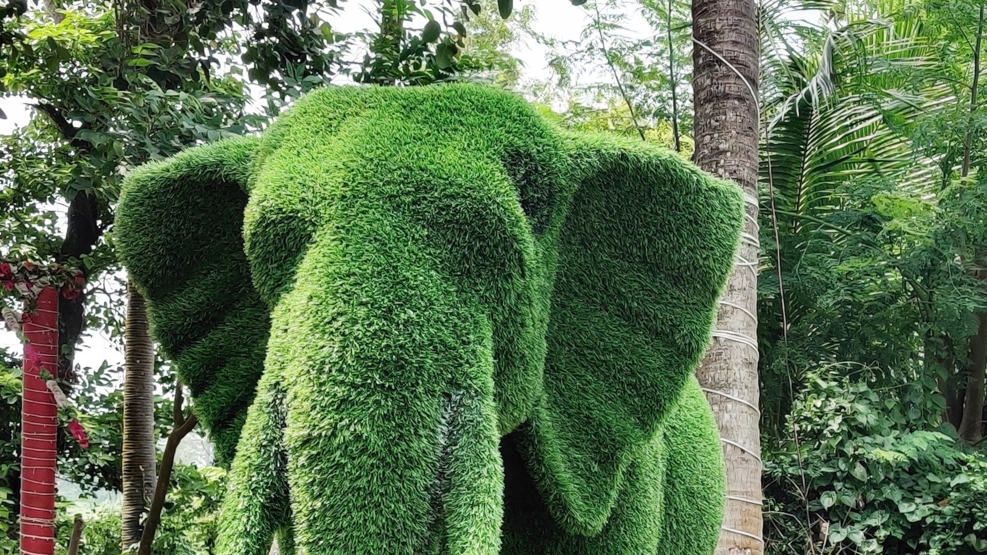 Garden with Elephant Plant